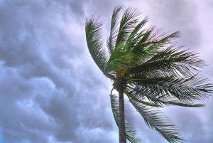 There is a close-up picture of a coconut tree in the wind.
